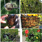 50% OFF--Plant Root Growing Box